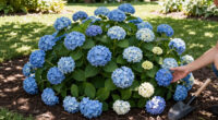 10 Best Groundcover Hydrangeas in 2026