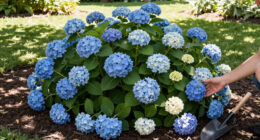 10 Best Groundcover Hydrangeas in 2026