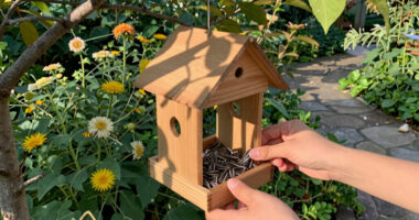 15 Best Bird Feeders in 2026