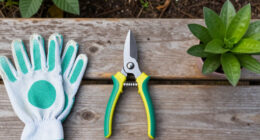 15 Best Garden Pruners in 2026