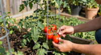 15 Best Tomato Cages in 2026