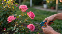 4 Best Thornless Rose Bushes in 2026