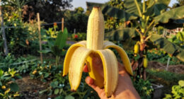 Bananas Sprout In Rayleigh Garden UK After 15 Years