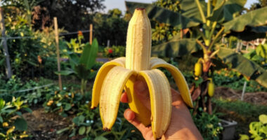 Bananas Sprout In Rayleigh Garden UK After 15 Years
