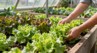 Grow Tasty Lettuce Even in the Heat of Summer – 6 Heat-Tolerant Varieties and Expert Tricks Will Keep Harvests Coming All Summer