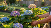 Hotter Summers Are Killing Traditional Hydrangeas – These 6 Gorgeous Alternatives Flourish In The Heat