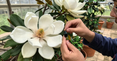 Magnolias Are So Old That They're Pollinated By Beetles, Not Bees