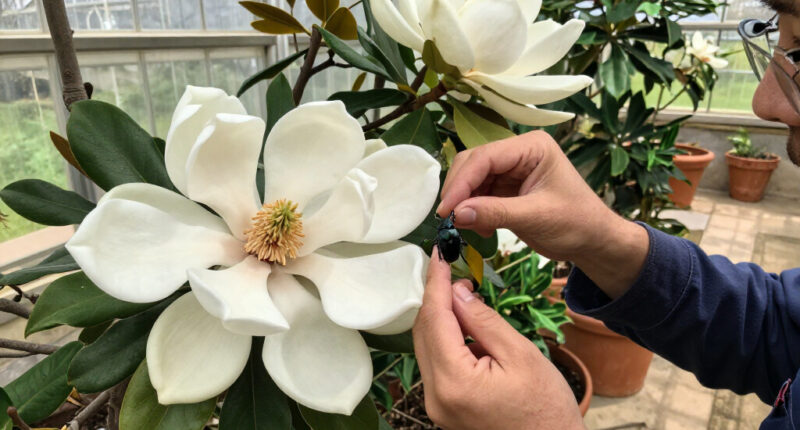 Magnolias Are So Old That They're Pollinated By Beetles, Not Bees