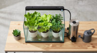 NYC Apartment Aquaponics