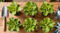 Planting lettuce in the fall: Tips for a bigger, better harvest