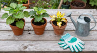The 3 Common Gardening Mistakes That Can Kill Plants During a Heatwave (And You Probably Don't Even Realize)