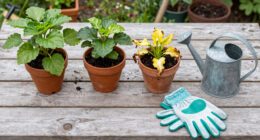 The 3 Common Gardening Mistakes That Can Kill Plants During a Heatwave (And You Probably Don't Even Realize)