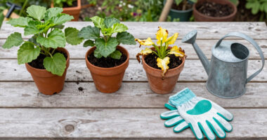 The 3 Common Gardening Mistakes That Can Kill Plants During a Heatwave (And You Probably Don't Even Realize)