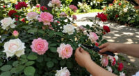 These 7 Gorgeous Thornless Roses Fill Your Yard With Lush Blooms And Dreamy Fragrance – And All Pain Free!