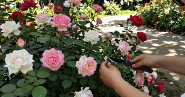 These 7 Gorgeous Thornless Roses Fill Your Yard With Lush Blooms And Dreamy Fragrance – And All Pain Free!