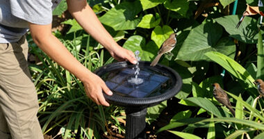 This $10 Solar Fountain Stops Mosquitoes Breeding In Bird Baths, Attracts Feathered Friends & Adds Soothing Sounds To Your Garden