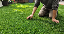 This Pretty Lawn Alternative Laughs Off Heatwaves – And Barely Ever Needs Mowing