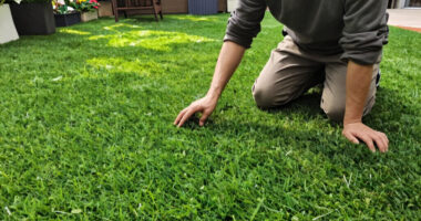 This Pretty Lawn Alternative Laughs Off Heatwaves – And Barely Ever Needs Mowing