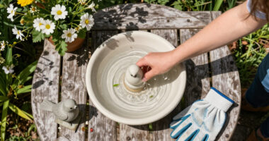 10 Best Bird Baths in 2026 — Guide to Choose the Perfect One