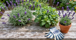 11 Best Perennial Garden Shears in 2026