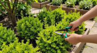 12 Best Fast-Growing Shrubs in 2026