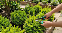 12 Best Fast-Growing Shrubs in 2026