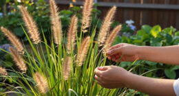 12 Best Ornamental Grasses in 2026