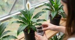 12 Best Peace Lily Fertilizers in 2026
