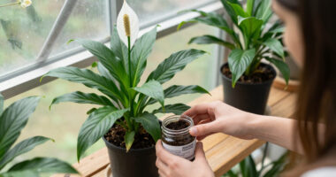 12 Best Peace Lily Fertilizers in 2026