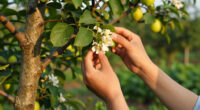 12 Best Self-Pollinating Fruit Trees in 2026