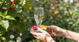 13 Best Hummingbird Feeders in 2026