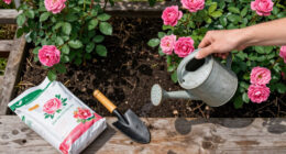 13 Best Rose Fertilizers in 2026