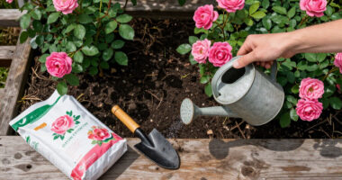 13 Best Rose Fertilizers in 2026