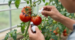 14 Best Blossom End Rot Treatments in 2026