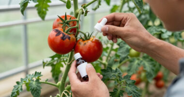 14 Best Blossom End Rot Treatments in 2026