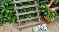14 Best Garden Trellises in 2026