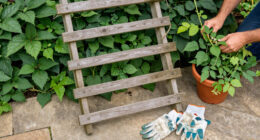 14 Best Garden Trellises in 2026