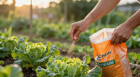 15 Best Garden Fertilizers in 2026