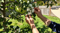 5 Self-Pollinating Fruit Trees To Plant This Fall – You Only Need One Tree To Grow A Huge Crop Of Delicious Fruit