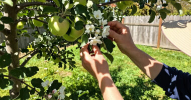 5 Self-Pollinating Fruit Trees To Plant This Fall – You Only Need One Tree To Grow A Huge Crop Of Delicious Fruit
