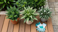 6 Best Fragrant Garden Plants in 2026