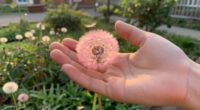 6 Best Pink Dandelion Seeds in 2026