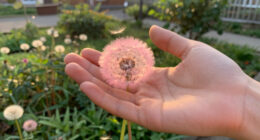 6 Best Pink Dandelion Seeds in 2026