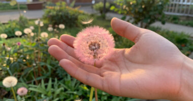 6 Best Pink Dandelion Seeds in 2026