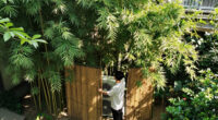 6 Best Plants for Hiding AC Units in 2026
