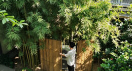 6 Best Plants for Hiding AC Units in 2026