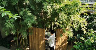 6 Best Plants for Hiding AC Units in 2026