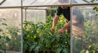 Best Garden Greenhouse Kits Compared