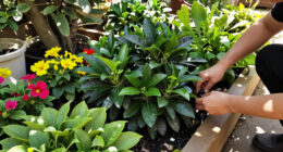 Every Garden Needs One Plant That Makes A Border Look Expensive – These 6 Add Wow Factor With Almost No Effort