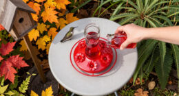 Feeding Hummingbirds This Fall? These 5 Sweet Spot Secrets Help You To Keep Your Hummers Safe And Happy